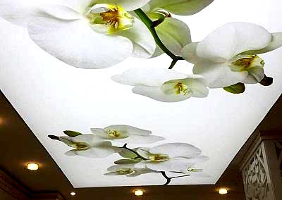 Gergi Tavan, Gergi Tavan Modelleri Baskılı Gergi Tavan 242