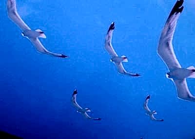 Gergi Tavan, Gergi Tavan Modelleri Baskılı Gergi Tavan 370