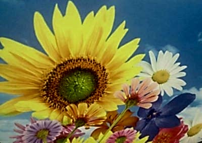 Gergi Tavan, Gergi Tavan Modelleri Baskılı Gergi Tavan 389