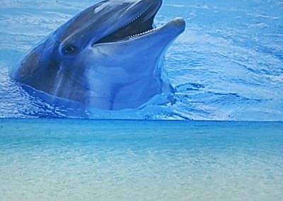 Gergi Tavan, Gergi Tavan Modelleri Baskılı Gergi Tavan 178